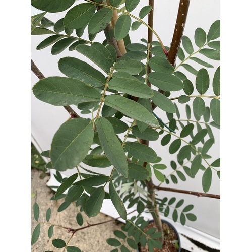 28 - ONE ROWAN SORBUS PSEUDOHUPEHENSIS 'PINK PAGODA' FROM IN A 12 LTR POT. APPROX 2.2 METRES TALL, THIS T... 