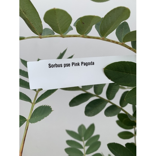 28 - ONE ROWAN SORBUS PSEUDOHUPEHENSIS 'PINK PAGODA' FROM IN A 12 LTR POT. APPROX 2.2 METRES TALL, THIS T... 