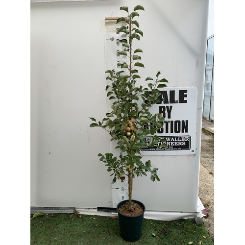 Lot 29        