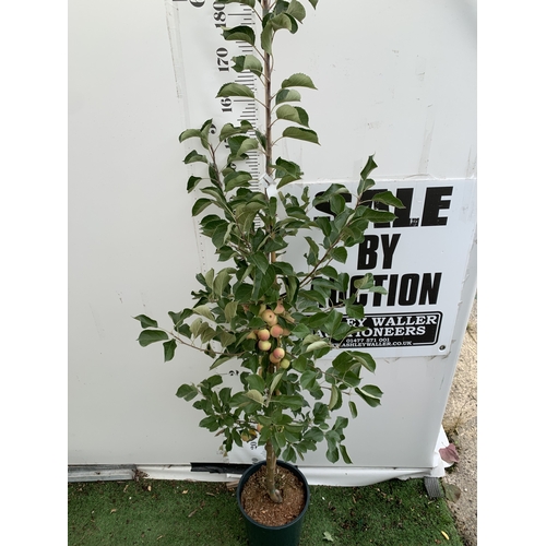 29 - ONE CRAB APPLE MALUS 'JELLY KING' OVER 2 METRES TALL IN A 12 LTR POT. FULL OF LARGE ORANGE FRUIT, TH... 