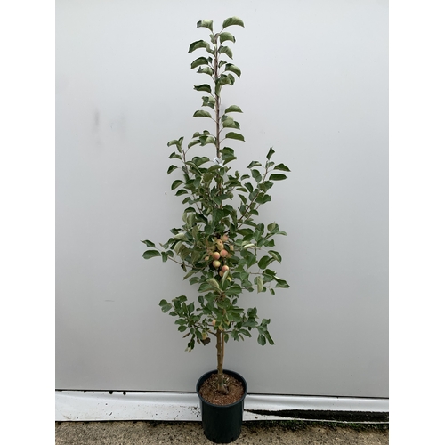 29 - ONE CRAB APPLE MALUS 'JELLY KING' OVER 2 METRES TALL IN A 12 LTR POT. FULL OF LARGE ORANGE FRUIT, TH... 