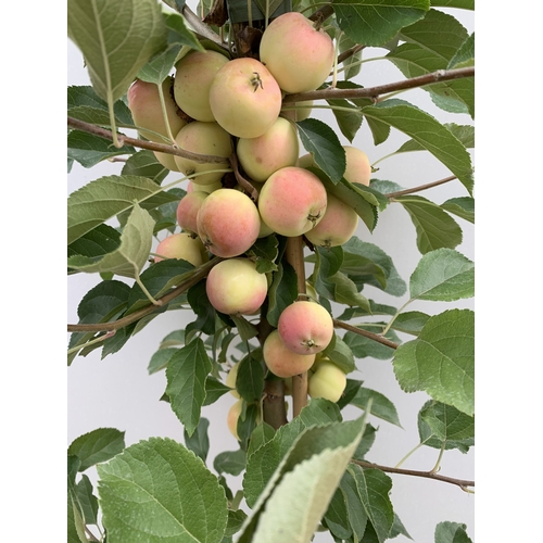 29 - ONE CRAB APPLE MALUS 'JELLY KING' OVER 2 METRES TALL IN A 12 LTR POT. FULL OF LARGE ORANGE FRUIT, TH... 