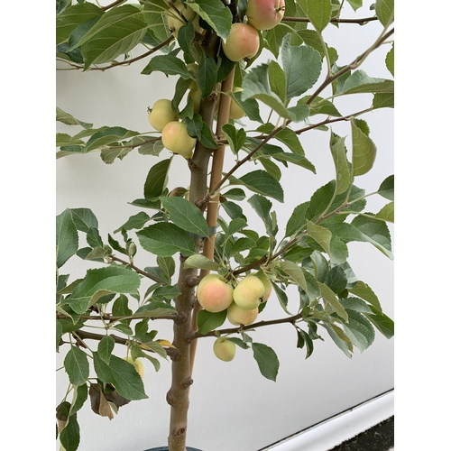 29 - ONE CRAB APPLE MALUS 'JELLY KING' OVER 2 METRES TALL IN A 12 LTR POT. FULL OF LARGE ORANGE FRUIT, TH... 