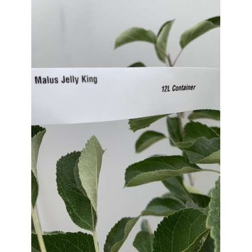 29 - ONE CRAB APPLE MALUS 'JELLY KING' OVER 2 METRES TALL IN A 12 LTR POT. FULL OF LARGE ORANGE FRUIT, TH... 