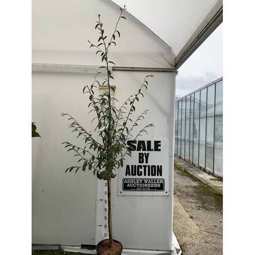 Lot 30        