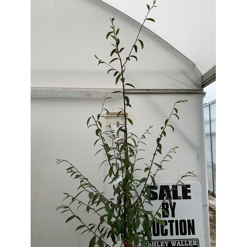 30 - ONE COTONEASTER FRIGIDUS 'CORNUBIA' IN A 12 LTR POT. APPROX 3 METRES TALL, THIS COTONEASTER IS SEMI-... 