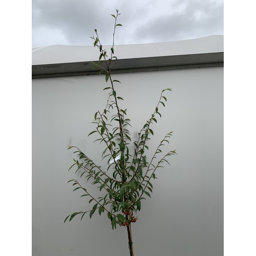 30 - ONE COTONEASTER FRIGIDUS 'CORNUBIA' IN A 12 LTR POT. APPROX 3 METRES TALL, THIS COTONEASTER IS SEMI-... 