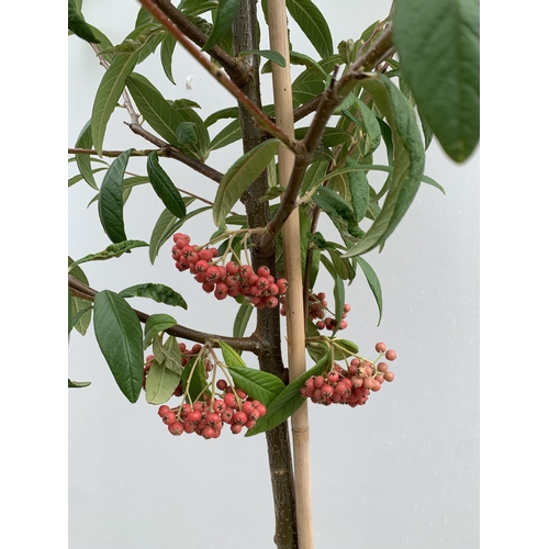 30 - ONE COTONEASTER FRIGIDUS 'CORNUBIA' IN A 12 LTR POT. APPROX 3 METRES TALL, THIS COTONEASTER IS SEMI-... 