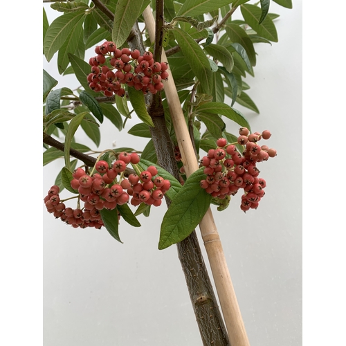 30 - ONE COTONEASTER FRIGIDUS 'CORNUBIA' IN A 12 LTR POT. APPROX 3 METRES TALL, THIS COTONEASTER IS SEMI-... 