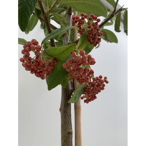 30 - ONE COTONEASTER FRIGIDUS 'CORNUBIA' IN A 12 LTR POT. APPROX 3 METRES TALL, THIS COTONEASTER IS SEMI-... 