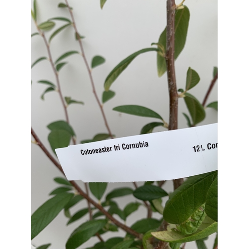 30 - ONE COTONEASTER FRIGIDUS 'CORNUBIA' IN A 12 LTR POT. APPROX 3 METRES TALL, THIS COTONEASTER IS SEMI-... 