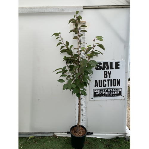 Lot 31        