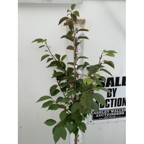 31 - ONE JAPANESE FLOWERING CHERRY PRUNUS 'BENI-YUTAKA' IN A 12 LTR POT. APROX 210CM TALL, THIS UPRIGHT C... 