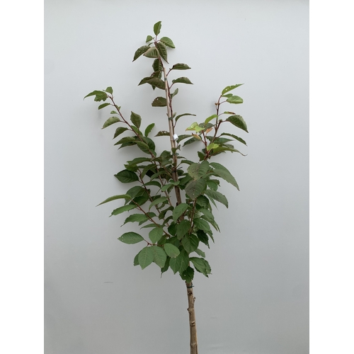 31 - ONE JAPANESE FLOWERING CHERRY PRUNUS 'BENI-YUTAKA' IN A 12 LTR POT. APROX 210CM TALL, THIS UPRIGHT C... 