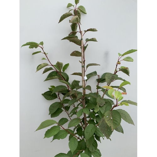 31 - ONE JAPANESE FLOWERING CHERRY PRUNUS 'BENI-YUTAKA' IN A 12 LTR POT. APROX 210CM TALL, THIS UPRIGHT C... 