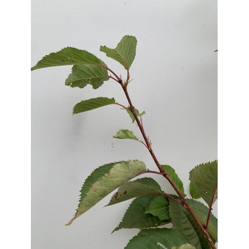 31 - ONE JAPANESE FLOWERING CHERRY PRUNUS 'BENI-YUTAKA' IN A 12 LTR POT. APROX 210CM TALL, THIS UPRIGHT C... 