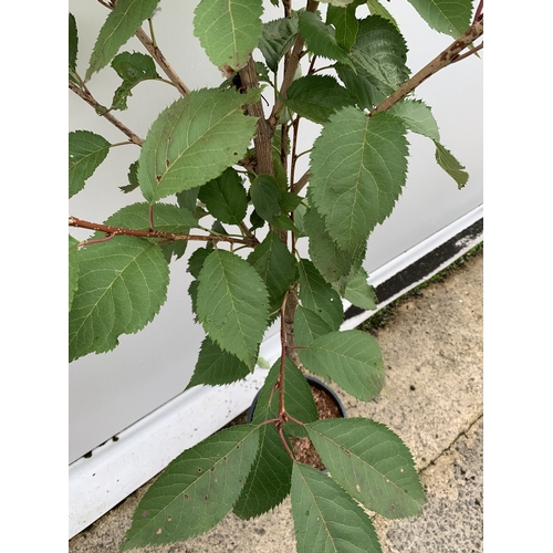 31 - ONE JAPANESE FLOWERING CHERRY PRUNUS 'BENI-YUTAKA' IN A 12 LTR POT. APROX 210CM TALL, THIS UPRIGHT C... 