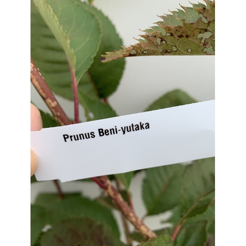 31 - ONE JAPANESE FLOWERING CHERRY PRUNUS 'BENI-YUTAKA' IN A 12 LTR POT. APROX 210CM TALL, THIS UPRIGHT C... 