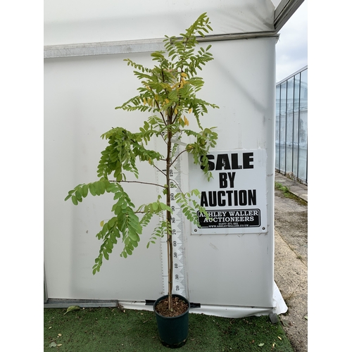 Lot 32        