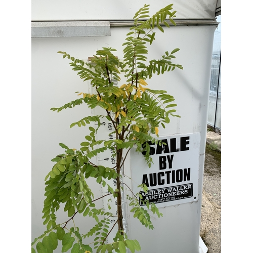 32 - ONE ROBINIA PSEUDOACACIA 'FRISIA' OR FALSE ACACIA IN A 12 LTR POT. STUNNING YELLOW FOLIAGE FROM SPRI... 
