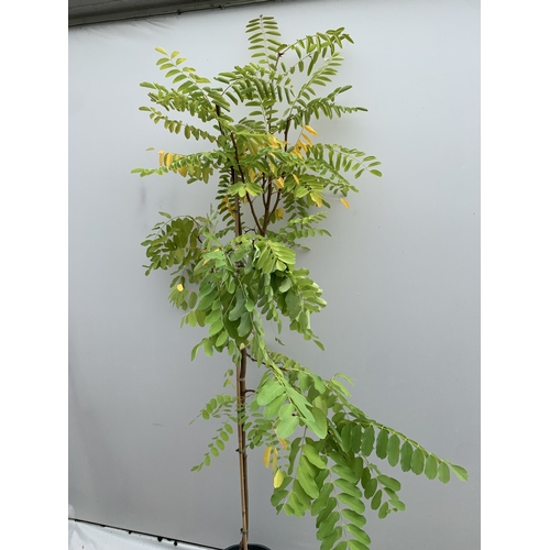 32 - ONE ROBINIA PSEUDOACACIA 'FRISIA' OR FALSE ACACIA IN A 12 LTR POT. STUNNING YELLOW FOLIAGE FROM SPRI... 