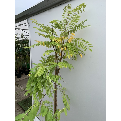 32 - ONE ROBINIA PSEUDOACACIA 'FRISIA' OR FALSE ACACIA IN A 12 LTR POT. STUNNING YELLOW FOLIAGE FROM SPRI... 