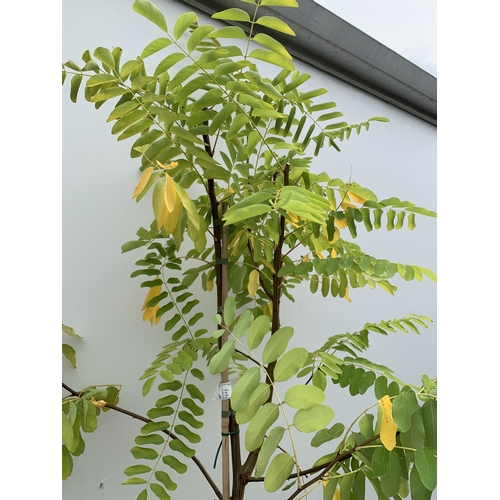 32 - ONE ROBINIA PSEUDOACACIA 'FRISIA' OR FALSE ACACIA IN A 12 LTR POT. STUNNING YELLOW FOLIAGE FROM SPRI... 