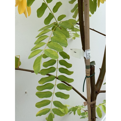 32 - ONE ROBINIA PSEUDOACACIA 'FRISIA' OR FALSE ACACIA IN A 12 LTR POT. STUNNING YELLOW FOLIAGE FROM SPRI... 