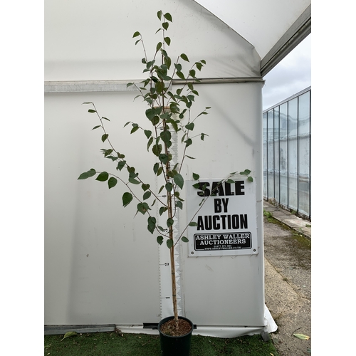 Lot 33        