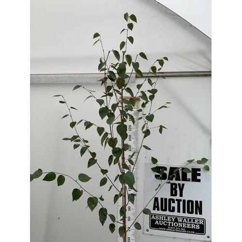 33 - ONE BETULA UTI JACQUEMONTII HIMALAYAN BIRCH IN A 12 LTR POT. HAS ASCENDING BRANCHES WITH COPPERY BAR... 