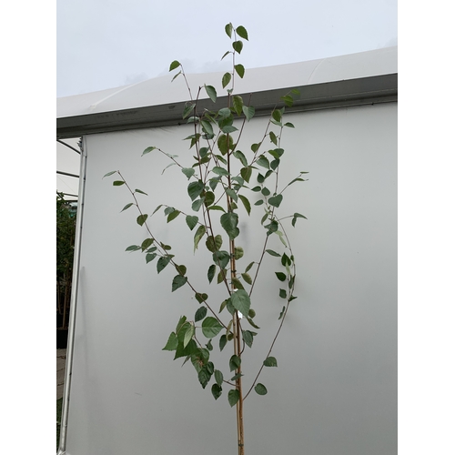 33 - ONE BETULA UTI JACQUEMONTII HIMALAYAN BIRCH IN A 12 LTR POT. HAS ASCENDING BRANCHES WITH COPPERY BAR... 