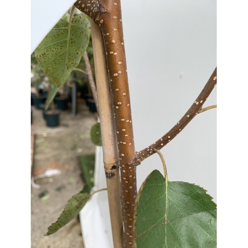 33 - ONE BETULA UTI JACQUEMONTII HIMALAYAN BIRCH IN A 12 LTR POT. HAS ASCENDING BRANCHES WITH COPPERY BAR... 