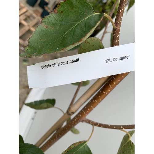 33 - ONE BETULA UTI JACQUEMONTII HIMALAYAN BIRCH IN A 12 LTR POT. HAS ASCENDING BRANCHES WITH COPPERY BAR... 