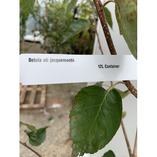 33 - ONE BETULA UTI JACQUEMONTII HIMALAYAN BIRCH IN A 12 LTR POT. HAS ASCENDING BRANCHES WITH COPPERY BAR... 