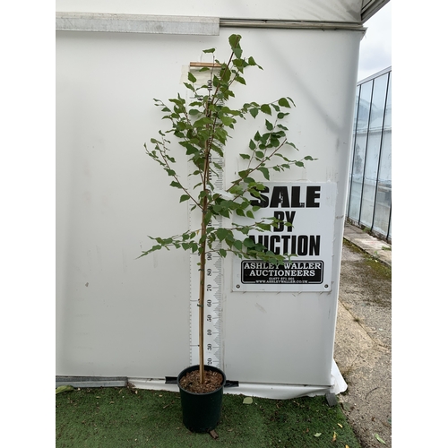Lot 34        