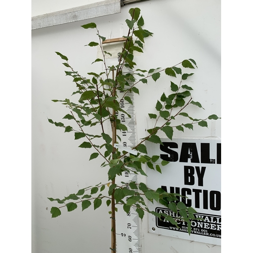 34 - ONE BETULA ALBA PENDULA SILVER BIRCH IN A 12 LTR POT. APPROX 2.1M TALL, THIS BIRCH HAS WHITE PEELING... 