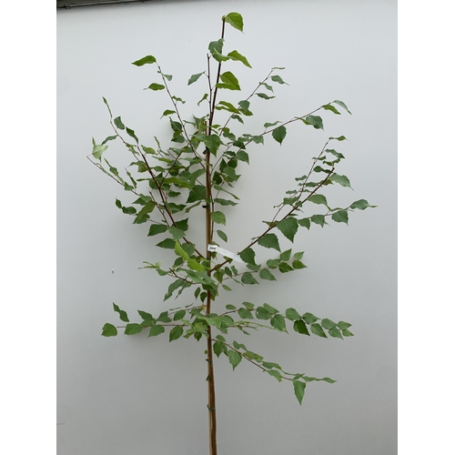 34 - ONE BETULA ALBA PENDULA SILVER BIRCH IN A 12 LTR POT. APPROX 2.1M TALL, THIS BIRCH HAS WHITE PEELING... 