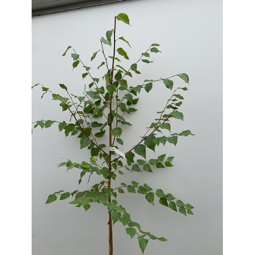 34 - ONE BETULA ALBA PENDULA SILVER BIRCH IN A 12 LTR POT. APPROX 2.1M TALL, THIS BIRCH HAS WHITE PEELING... 