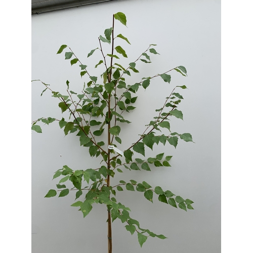 34 - ONE BETULA ALBA PENDULA SILVER BIRCH IN A 12 LTR POT. APPROX 2.1M TALL, THIS BIRCH HAS WHITE PEELING... 