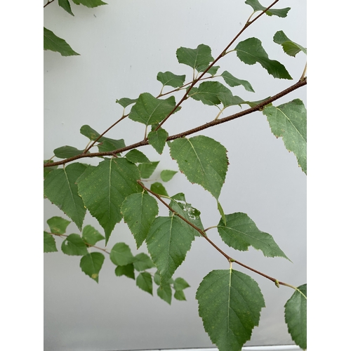34 - ONE BETULA ALBA PENDULA SILVER BIRCH IN A 12 LTR POT. APPROX 2.1M TALL, THIS BIRCH HAS WHITE PEELING... 