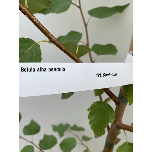 34 - ONE BETULA ALBA PENDULA SILVER BIRCH IN A 12 LTR POT. APPROX 2.1M TALL, THIS BIRCH HAS WHITE PEELING... 