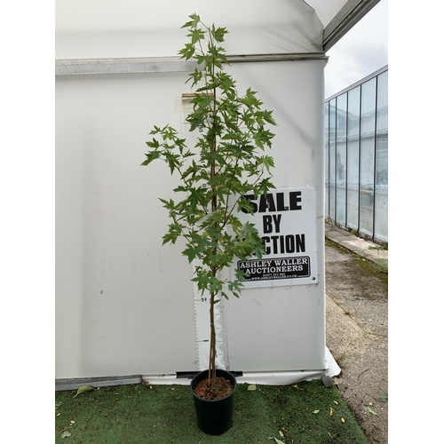 Lot 35        