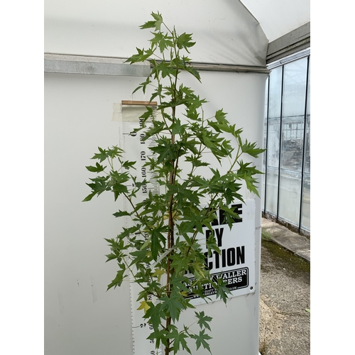 35 - ONE STUNNING LIQUIDAMBAR STYRACIFLUA SWEET GUM TREE 'WORPLESDON' IN A 12 LTR POT. THIS HANDSOME TREE... 