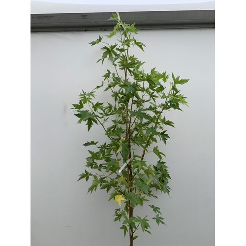 35 - ONE STUNNING LIQUIDAMBAR STYRACIFLUA SWEET GUM TREE 'WORPLESDON' IN A 12 LTR POT. THIS HANDSOME TREE... 