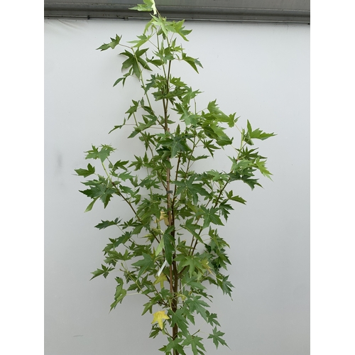 35 - ONE STUNNING LIQUIDAMBAR STYRACIFLUA SWEET GUM TREE 'WORPLESDON' IN A 12 LTR POT. THIS HANDSOME TREE... 