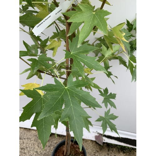 35 - ONE STUNNING LIQUIDAMBAR STYRACIFLUA SWEET GUM TREE 'WORPLESDON' IN A 12 LTR POT. THIS HANDSOME TREE... 