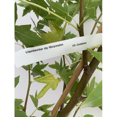 35 - ONE STUNNING LIQUIDAMBAR STYRACIFLUA SWEET GUM TREE 'WORPLESDON' IN A 12 LTR POT. THIS HANDSOME TREE... 