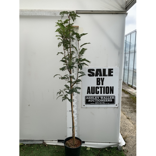 Lot 36        