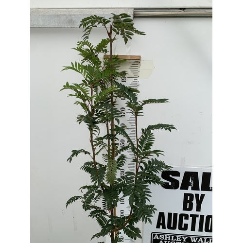 36 - ONE SORBUS 'JOSEPH ROCK' ROWAN IN A 12 LTR POT. SMALL UPRIGHT COMPACT TREE WITH WELL COLOURED LEAVES... 