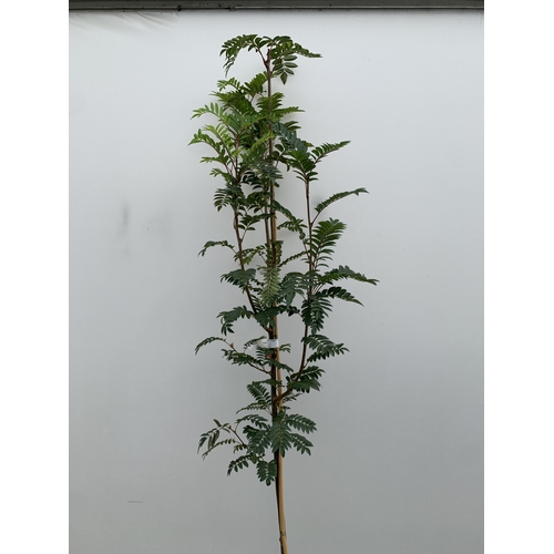 36 - ONE SORBUS 'JOSEPH ROCK' ROWAN IN A 12 LTR POT. SMALL UPRIGHT COMPACT TREE WITH WELL COLOURED LEAVES... 